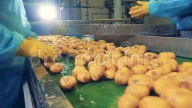 人们在一家食品厂工作，切干净的土豆。